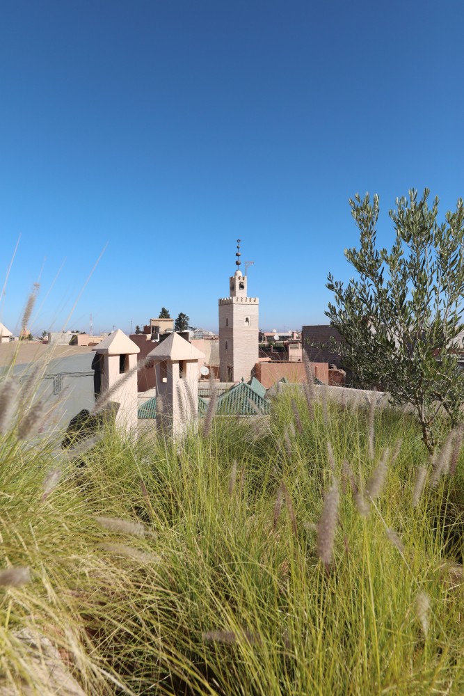 Le minaret voisin dans les herbes de la terrasse, médina à perte de vue